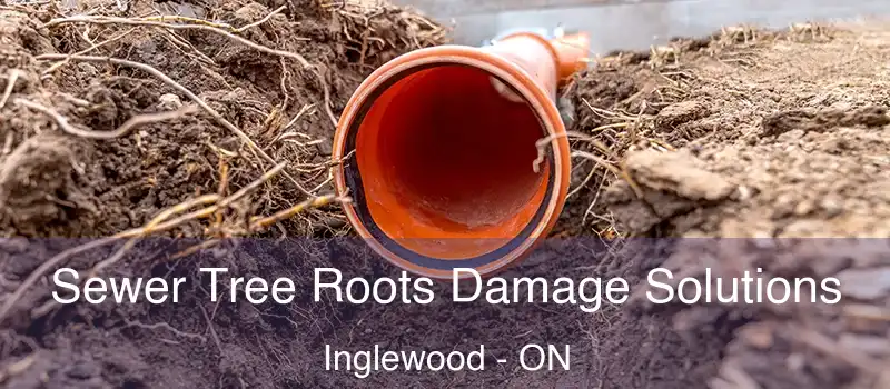  Sewer Tree Roots Damage Solutions Inglewood - ON